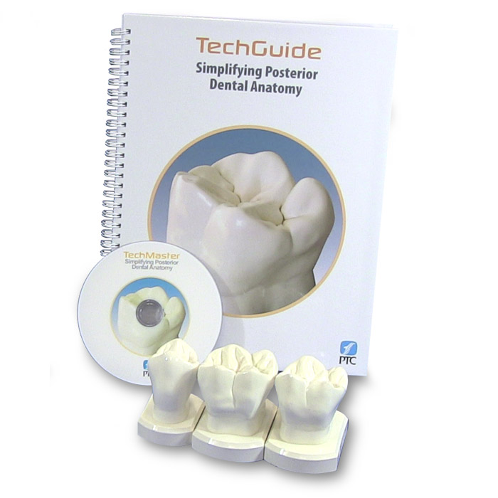 Simplifying Posterior Dental Anatomy